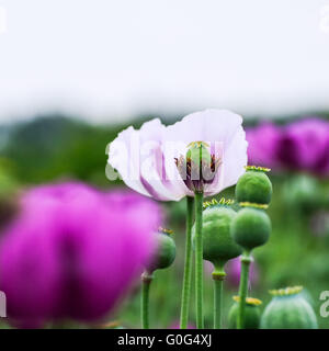 Poppies in purple and white
