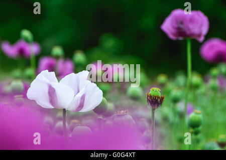Poppy white and purple