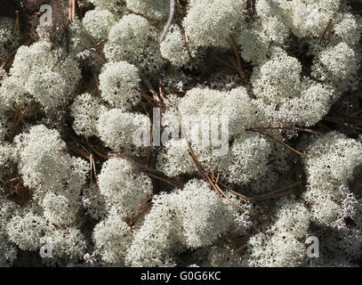 Reindeer lichen, close-up Stock Photo