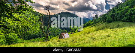 Lonely tree and abandoned cottage Stock Photo