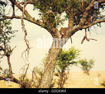 Leopard eating his victim on a tree in Tanzania Stock Photo