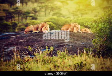 Lions on rocks on savanna at sunset. Safari in Serengeti, Tanzania, Africa Stock Photo