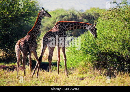 Giraffes on savanna eating. Safari in Serengeti, Tanzania, Africa Stock Photo