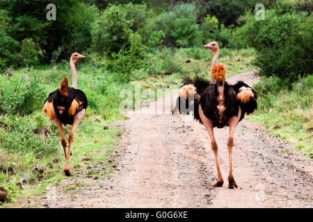 Two ostrich on road in bush, Tsavo West, Kenya Stock Photo