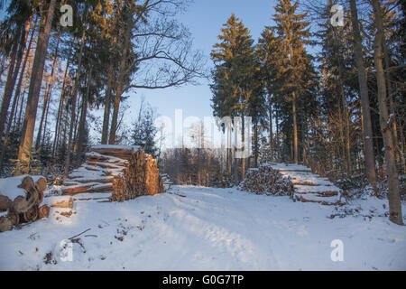 Wintry forest with wood stock Stock Photo