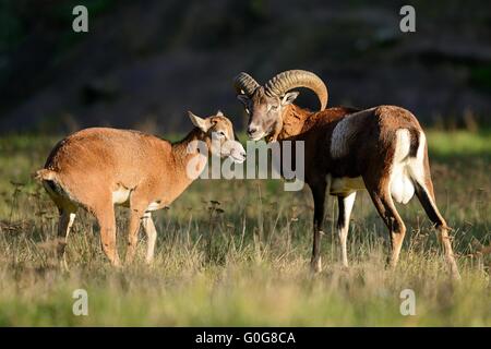 Mouflon Stock Photo
