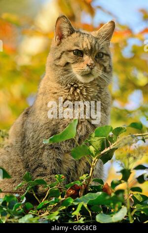european wildcat (Felis silvestris) Stock Photo