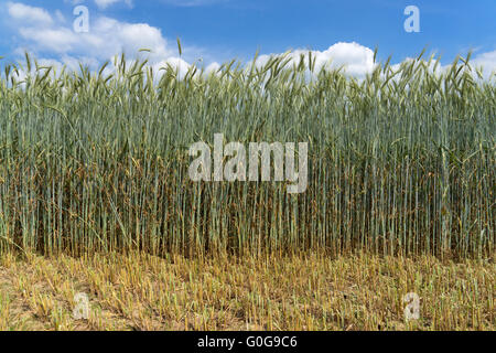 Green rye with very long stalk Stock Photo