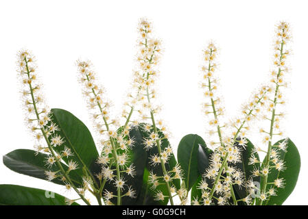 Prunus laurocerasus flowers isolated on white Stock Photo