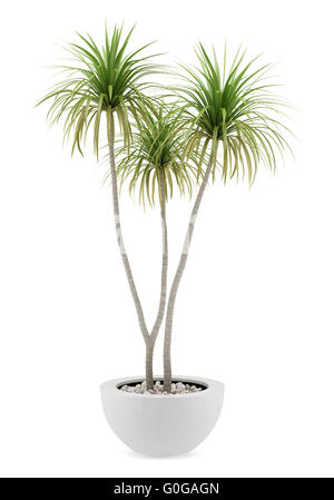 potted palm tree isolated on white background Stock Photo