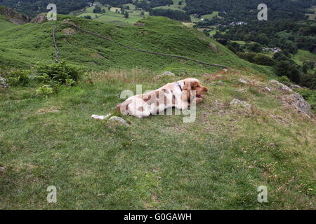 Spaniel pup watching the world go by Stock Photo