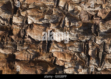 Flaking pine bark Stock Photo