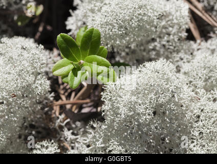 Reindeer lichen, close-up Stock Photo