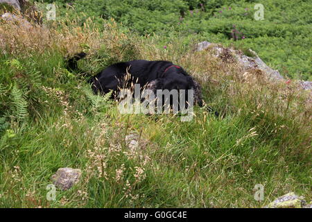Playful old dog rolling in the grass Stock Photo