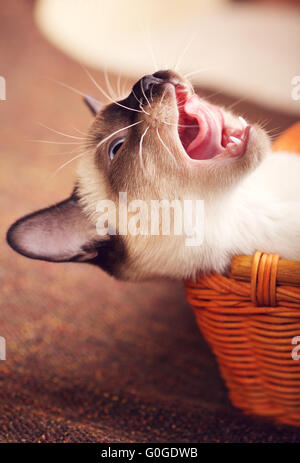 Thai Kitten Yawns