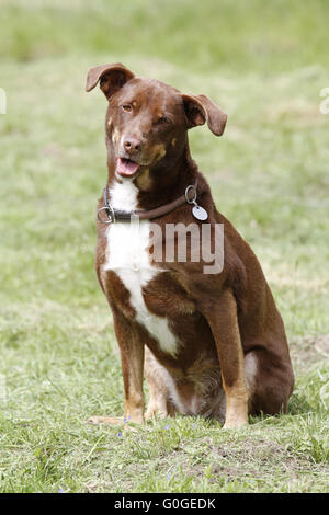 dog Stock Photo