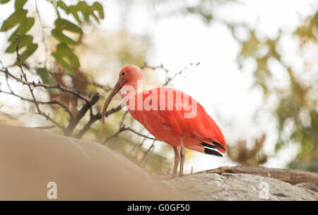 Scarlet ibis Stock Photo