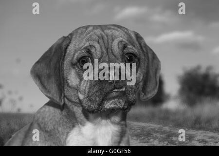 Puggle against natural background Stock Photo