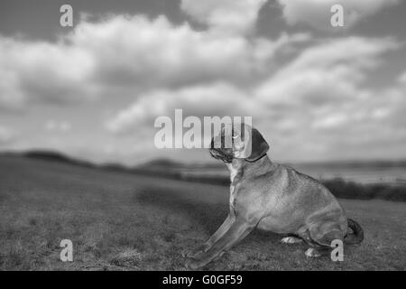 Puggle against natural background Stock Photo
