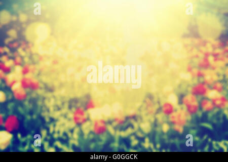 Flowers, nature bokeh background, sun light. Blur vintage Stock Photo