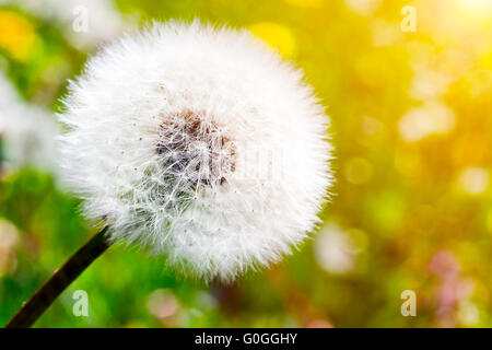 Close-up of dandelion on green sunny meadow. Spring Stock Photo