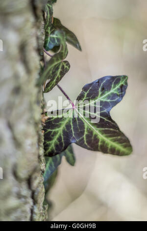 ivy on the tree Stock Photo