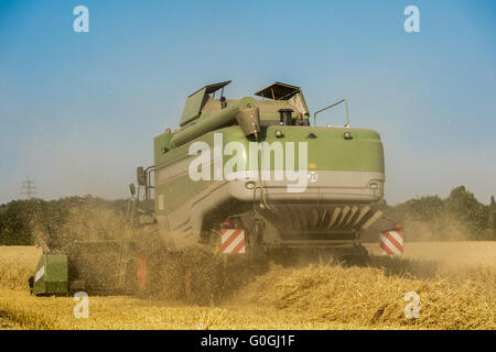 Rear view of a combine harvester during harvesting on a cornfield. Stock Photo