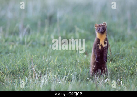 European Pine Marten feeds small mammals, birds and many other animals Stock Photo
