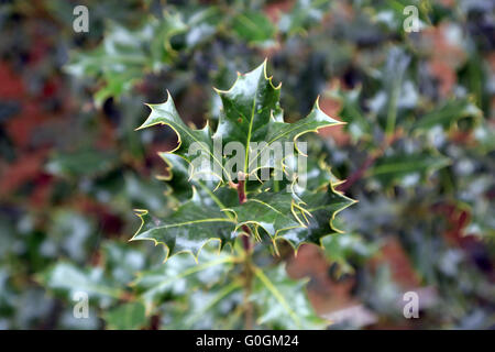 Leaves of common holly Stock Photo