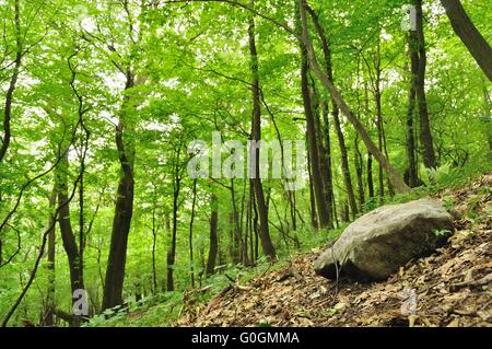 Spring forest scene with big stone in right bottom corner