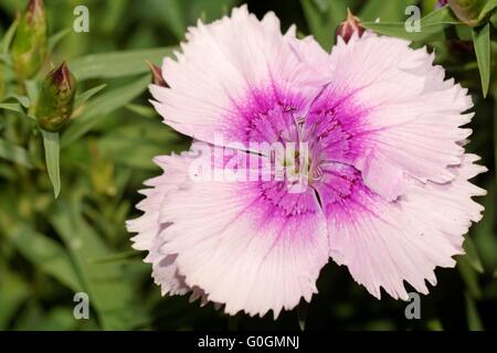 carnation Stock Photo