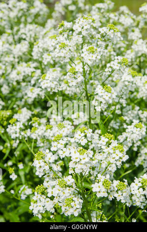 Small white flowers of horseradish, close-up Stock Photo