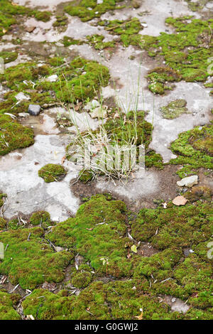 green moss on the pavement Stock Photo