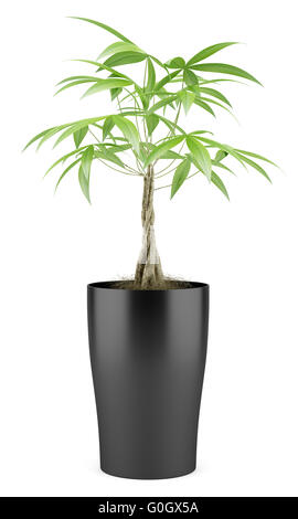 Money tree isolated on white Stock Photo - Alamy