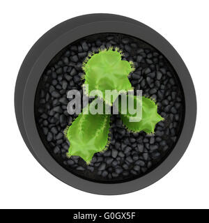 top view of cactus in pot isolated on white background Stock Photo