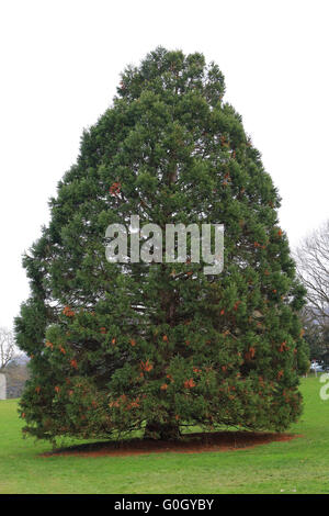 Redwood tree or giant redwood Stock Photo