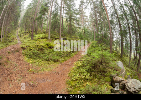 A single alpine path splits in two different directions. It's an autumnal cloudy day. Stock Photo