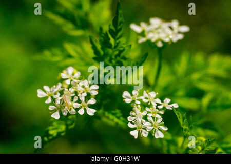Closeup of grass Chickweed (Stellaria media) during flowering. Stock Photo