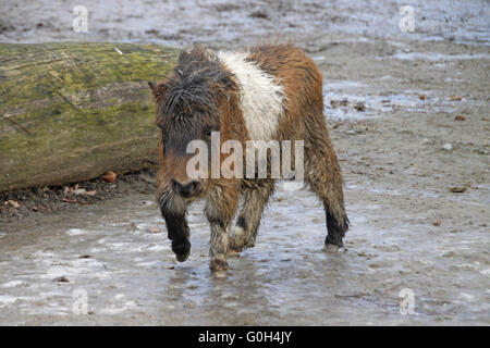 shetty, foal Stock Photo