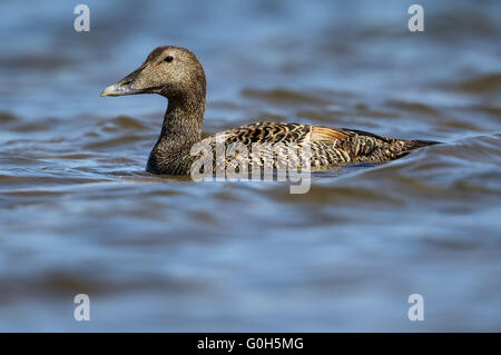 Female Common Eider Duck (Somateria mollissima) Stock Photo