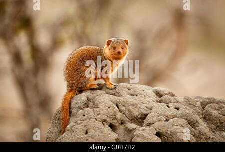 Common dwarf mongoose, Helogale parvula, Tarangire National Park, Tanzania, Africa Stock Photo