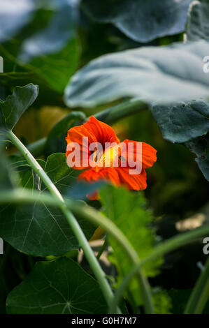 Summer flower in the garden Stock Photo