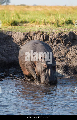 Hippo walking in river at Okavango delta of Botswana, Africa. Stock Photo