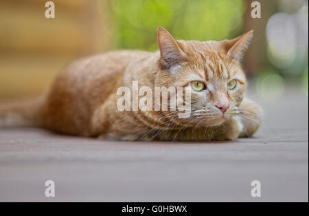 Male orange tabby cat lying down outdoors staring Stock Photo