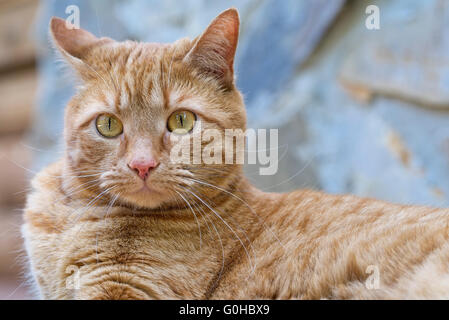 Male orange tabby cat lying down outdoors looking around Stock Photo