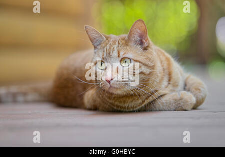 Male orange tabby cat lying down outdoors staring Stock Photo