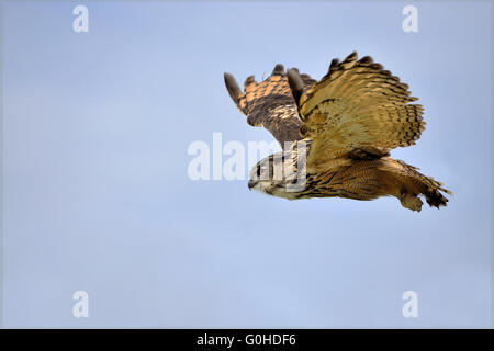 eurasian eagle-owl in flight Stock Photo