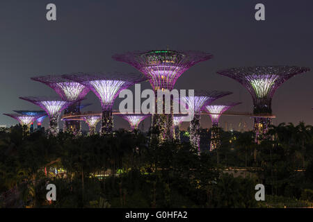 The Supertree Grove during the Evening Garden Rhapsody Sound and Light Show at the Gardens by the Bay, Singapore Stock Photo