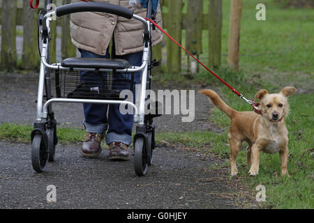 woman with wheeled walker and dog Stock Photo