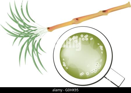Beverage and Drink, Illustration of Fresh Sugarcane and A Glass of Sugar Cane Juice Isolated on White Background. Stock Vector